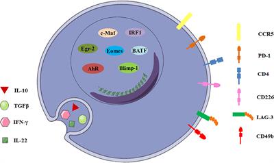 Tr1 Cells as a Key Regulator for Maintaining Immune Homeostasis in Transplantation